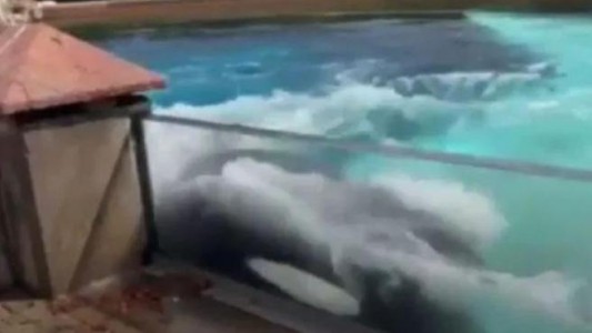 Video: una orca se golpea la cabeza en el acuario tras la muerte de sus crías