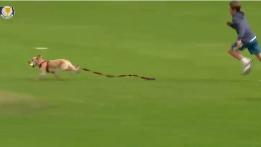 Un perro salta a la cancha durante un partido y se vuelve la estrella del evento