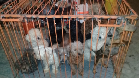 Preparaban animales para la venta en un criadero clandestino en Yapeyú