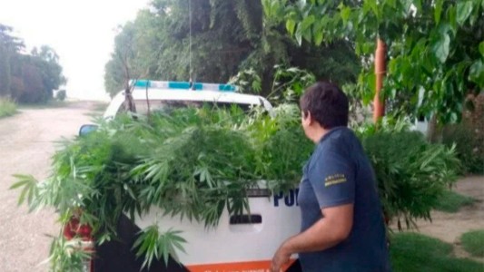 Plantación de marihuana con cerco electrificado: condenaron a prisión a una pareja