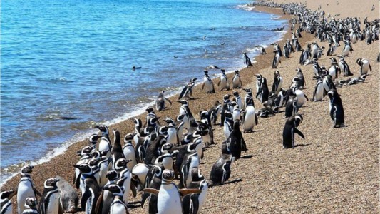 Con la llegada de los primeros pingüinos, se abrió al turismo la reserva de Punta Tombo
