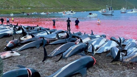 Indignación por la matanza de más de 1.400 delfines en una tradición ancestral