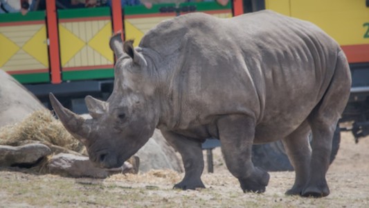 Murió una rinoceronte durante un intento de aparearla en un zoológico