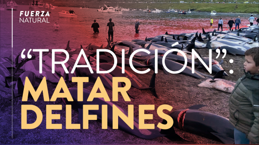 Mataron a 1.500 delfines sólo por tradición - #FuerzaNatural
