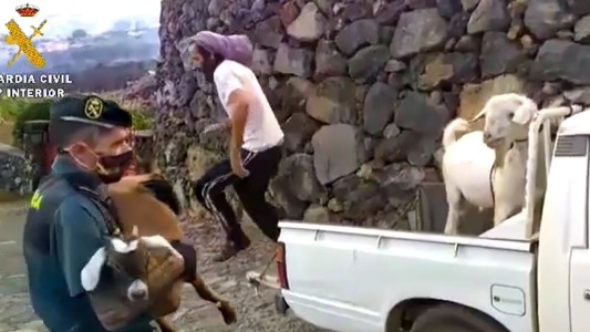 Así rescatan a los animales en medio de la erupción del volcán en las Islas Canarias