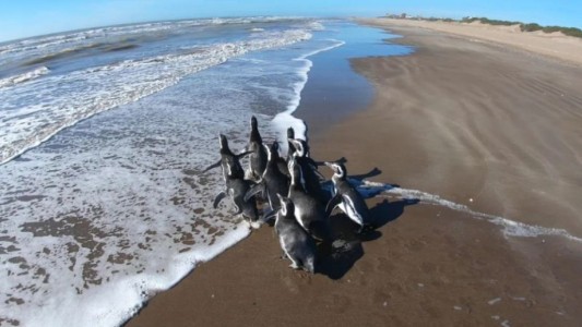 Catorce pingüinos magallánicos rescatados regresaron al mar para retomar su viaje migratorio