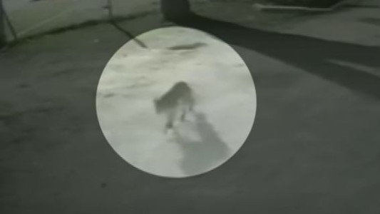 Inquietud en General Rodríguez por la presencia de un puma suelto