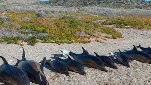 Hallaron 15 delfines muertos en una playa de Río Negro