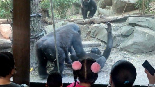 Dos gorilas escandalizan al público de un zoo con una escena de sexo oral