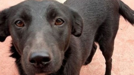 Detienen a un hombre acusado de zoofilia y asesinato contra una perra