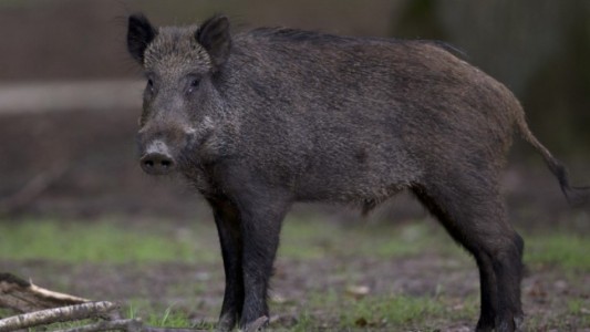 Jabalí mató a un cazador millonario que le había disparado