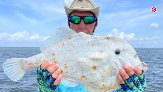 Conocé al "pez tortilla": particularidades sobresalientes y dónde pescarlo