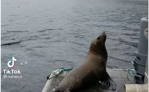 Tira al mar a un león marino que subió a su barco escapando de unas orcas