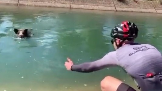 Un jabalí ataca y muerde a un ciclista que trataba de rescatarlo de un canal