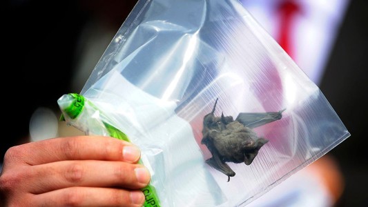 Un anciano murió de rabia tras despertar con un murciélago en el cuello