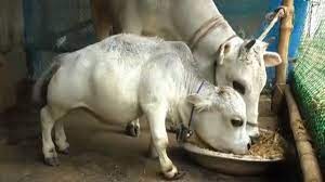 La historia de Rani, la vaca más pequeña del mundo