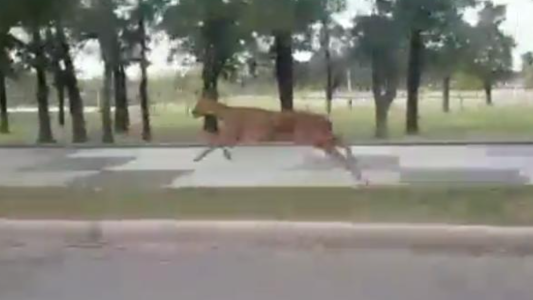 Video: Apareció un ciervo en un parque de Santa Fe