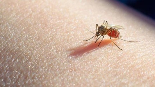 La OMS aprobó la primera vacuna contra la malaria