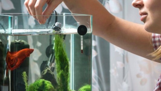 Sin viajar, contrajo una rara enfermedad tropical: hallaron la causa en su casa