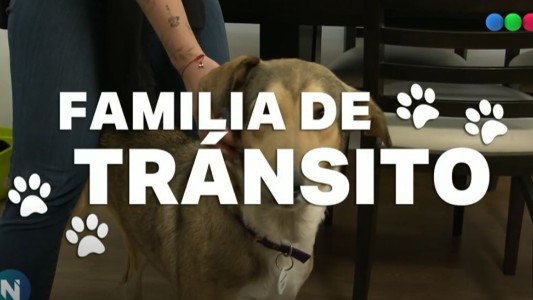 Familias de tránsito para perros