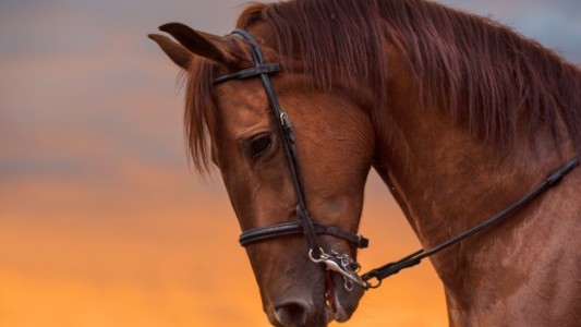 Un niño de 10 años murió aplastado por un caballo