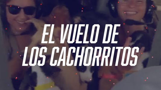 Rescató a 27 perros y los llevó a todos juntos en un avión - #FlashChat
