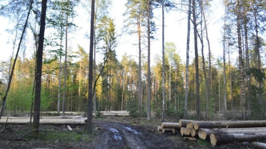 Denuncian la tala del último bosque virgen de Europa