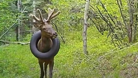 El alce que estuvo 2 años con un neumático en el cuello: así fue la liberación