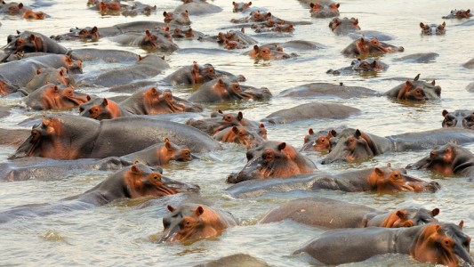 Esterilizan 24 hipopótamos de Pablo Escobar en Colombia: importó dos y ya son 80