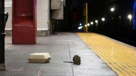 Rara enfermedad relacionada con ratas: alerta en Nueva York