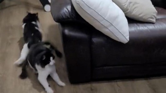 Video: La divertida reacción de dos gatos al ver a su dueña disfrazada de felina