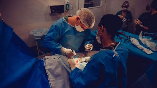 Trasplantaron con éxito el riñón de un cerdo a un paciente humano, pero aún hay interrogantes