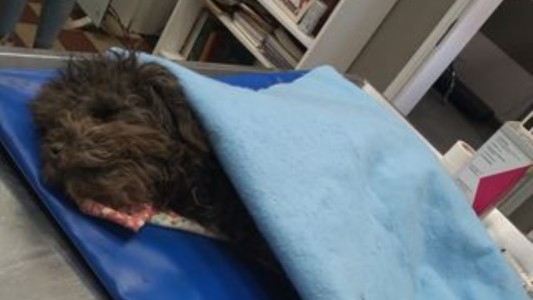 Pareja le dio una paliza al veterinario porque su caniche murió: el profesional está grave