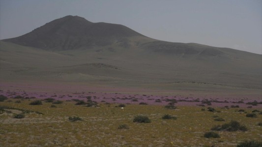 Un manto de flores sorprende en medio del desierto de Atacama