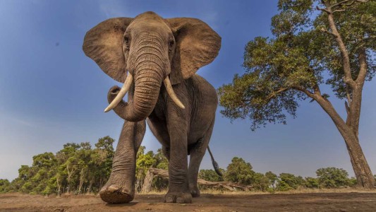 Un elefante mató a un cazador furtivo en un parque nacional