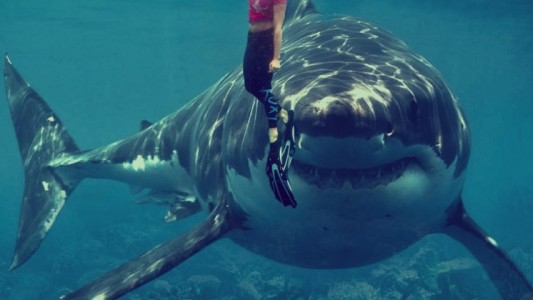 Los tiburones confunden a los surfistas con sus presas animales por su mala vista, según un estudio