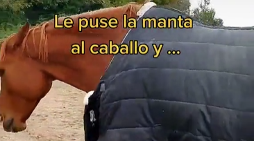 Video: La divertida reacción de un pony al ponerse celoso de su amigo