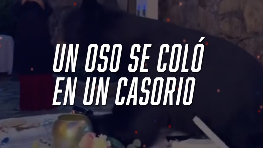 Un oso se coló en un casamiento, lo filmaron y se hizo viral - #FlashChat
