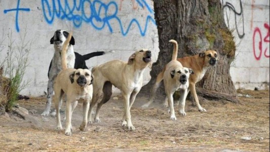 Con motos y drones buscan a los perros que atacaron a una joven en San Juan
