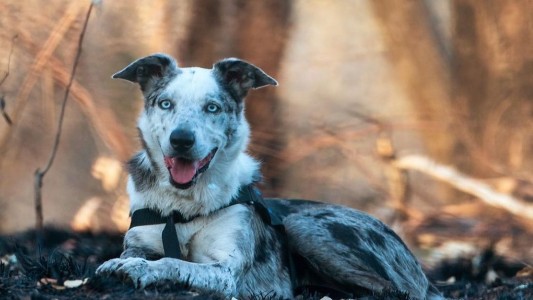 Premiaron a un perro rescatista por salvar a más de 100 koalas heridos de incendios en Australia