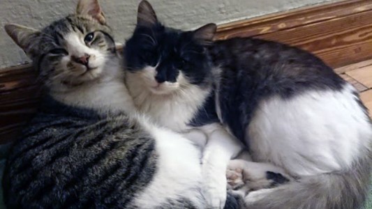 Terror en Córdoba por un puma que acecha viviendas y ya mató a cuatro gatos