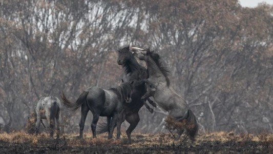 Australia planea sacrificar más de 10.000 caballos salvajes