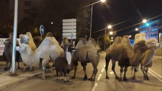 Sorpresa en Madrid: ocho camellos y una llama deambularon por las calles