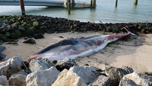 Encalló una ballena en el puerto de Calais: hoy van a descuartizarle e incinerarla