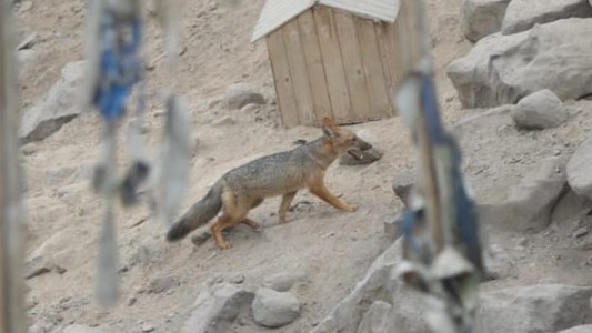 Criaron a un zorro creyendo que era un perro: se escapó y hay temor de vecinos