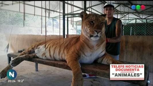 Tras el informe de Telefe Noticias, confirman que no se evitaron nacimientos de tigres