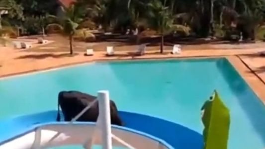 Un buey se escapó de un matadero y lo captaron divirtiéndose en un tobogán de agua