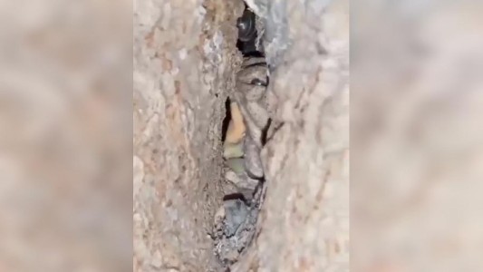 Un duende en el árbol: el video que grabaron en Córdoba y se hizo viral
