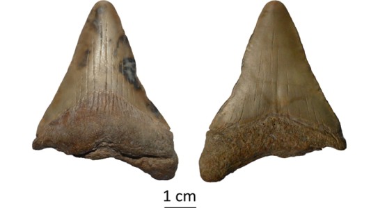 Hallan el diente de un tiburón prehistórico gigante en la costa bonaerense