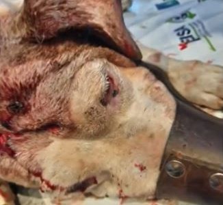 Miguel Ángel, un perro con el hachazo en la cabeza, busca una familia